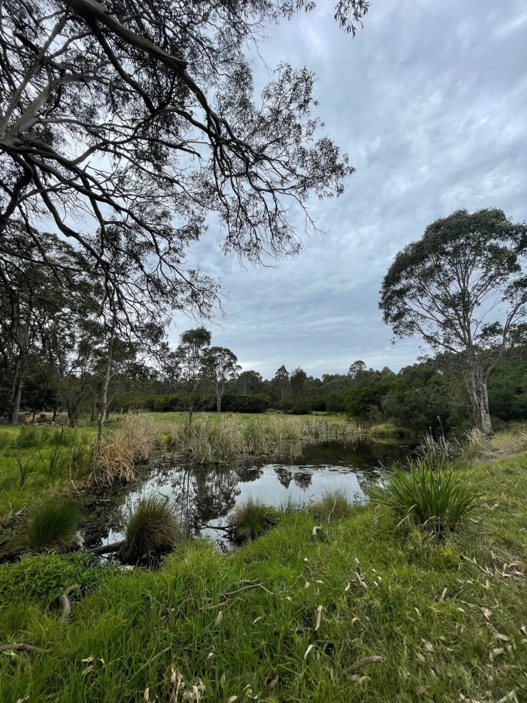 A view of trees and water on the Gabrugul Yana walk in Western Sydney Parklands