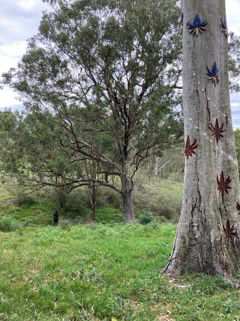 Bayin Gura - cool getting warmer
Around November – December 

Bayin (cool)  

Gura (warm)  

 

The dianella plant blooms at the beginning of the warmer summer months. Its flower has a blue/purple and yellow pattern.  

Dianella leaves can be dried and wet again to make them easier to bend and weave into string, nets, bags, baskets and traps. The berries are a popular bush tucker food (do not eat too many though). They are also used to make purple colour dye.  

Artwork by Shay Tobin, Djon Mundine, Jamie Eastwood, Balarinji, Corina Wayali Gili Norman and Venessa Dyubi Gili Possum  