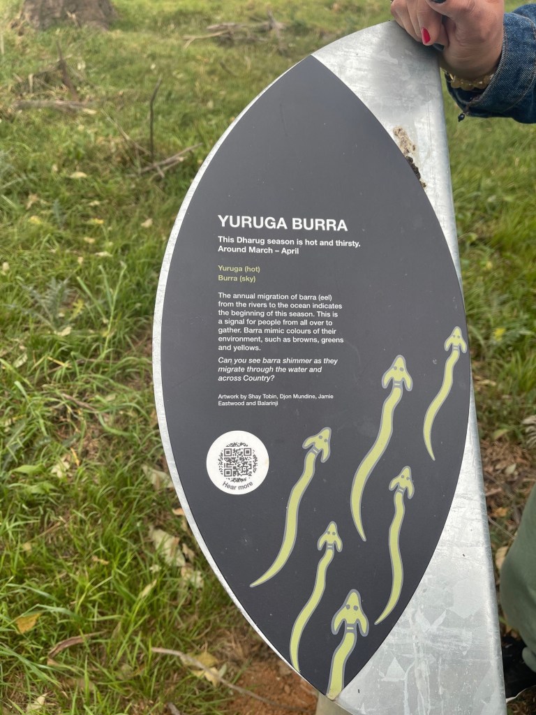 Explaining the season of Yuruga Burra - hot and thirsty
Around March – April  

Yuruga (hot)   

Burra (sky)  

 

The annual migration of barra (eel) from the rivers to the ocean indicates the beginning of this season.  

This is a signal for people from all over to gather. Barra mimic colours of their environment, such as browns, greens and yellows.   

Artwork by Shay Tobin, Djon Mundine, Jamie Eastwood and Balarinji  